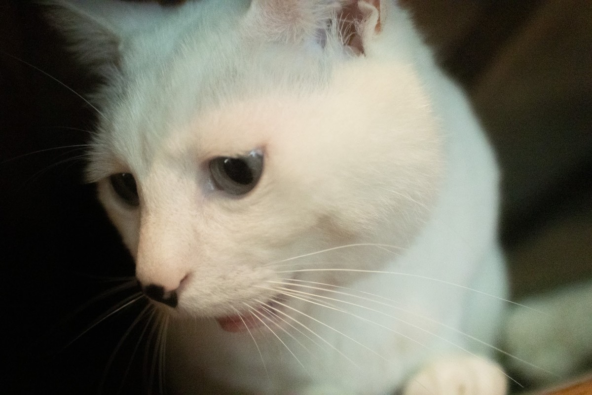 今年一番の悲しいお知らせは、うちのソイが腎不全のため、他界したこと。