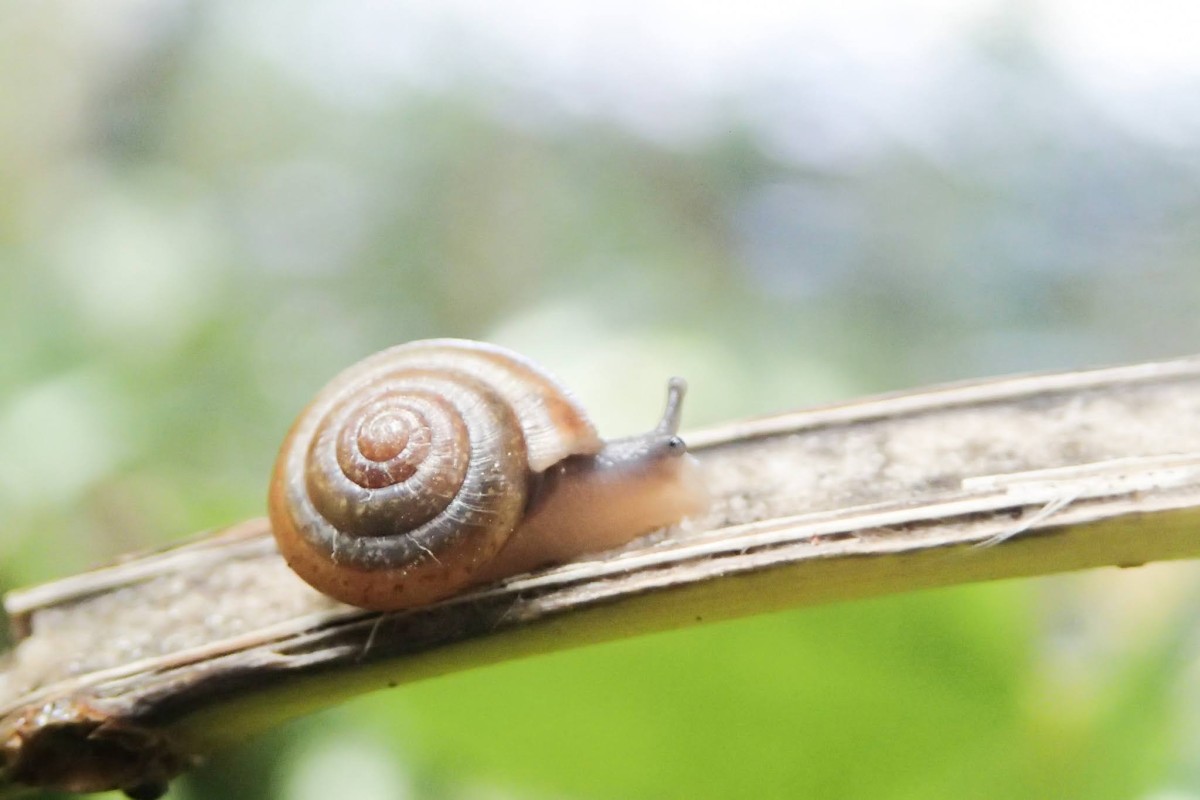 ダコスタマイマイ