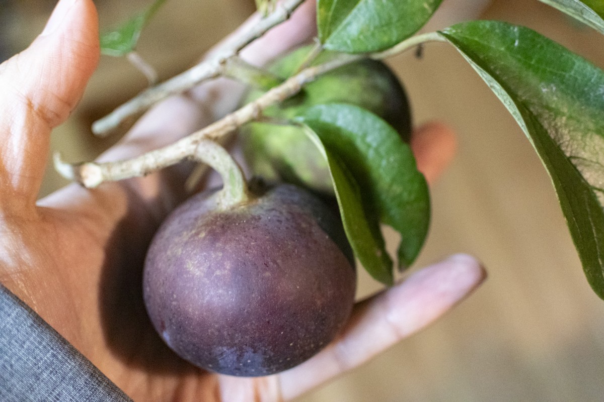 今年はオオイタビ（雌株）の実がよくなっていてうれしい。イチジクのなかま。