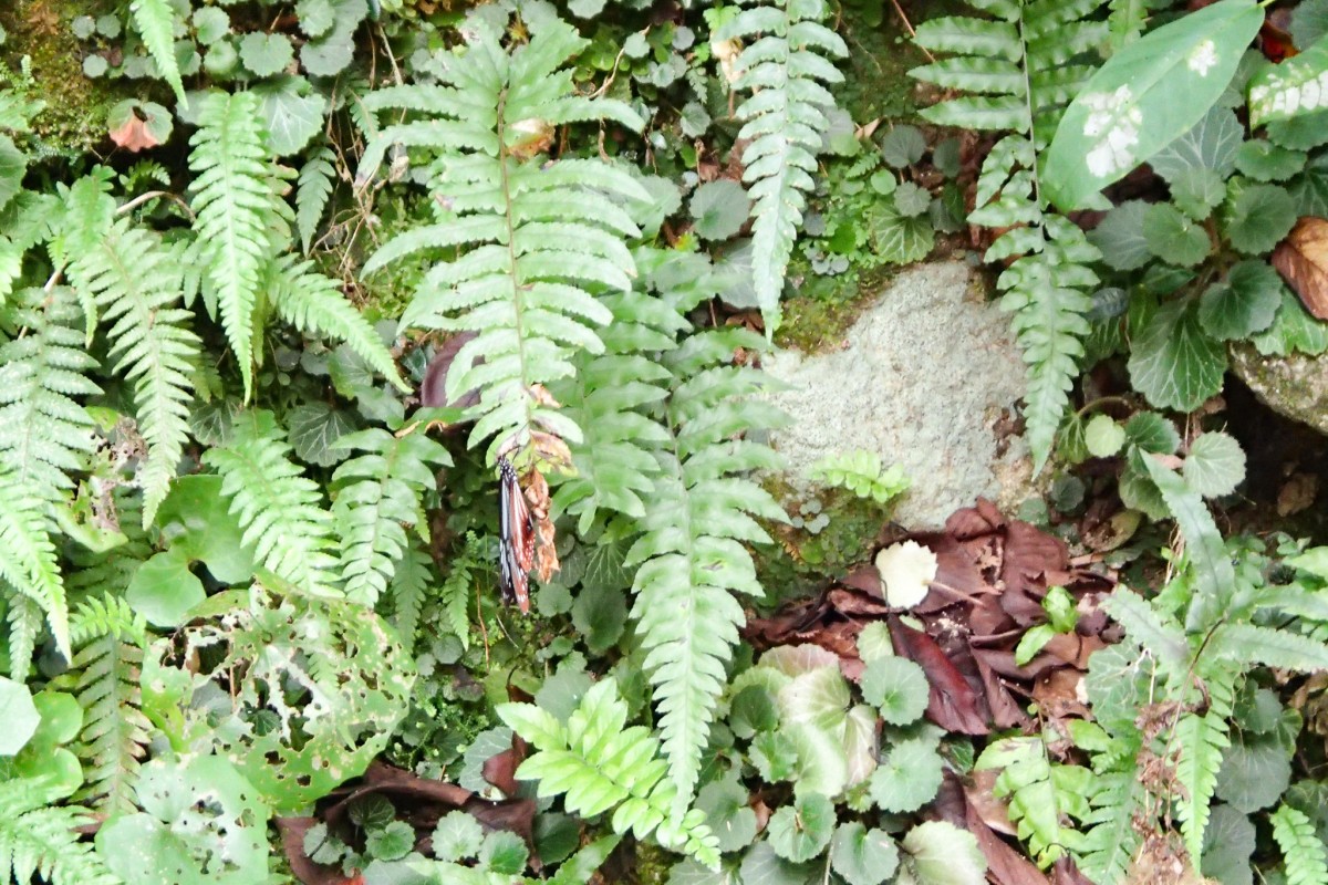 羽を閉じていてわかりづらいけど、筑女の森にいたアサギマダラ