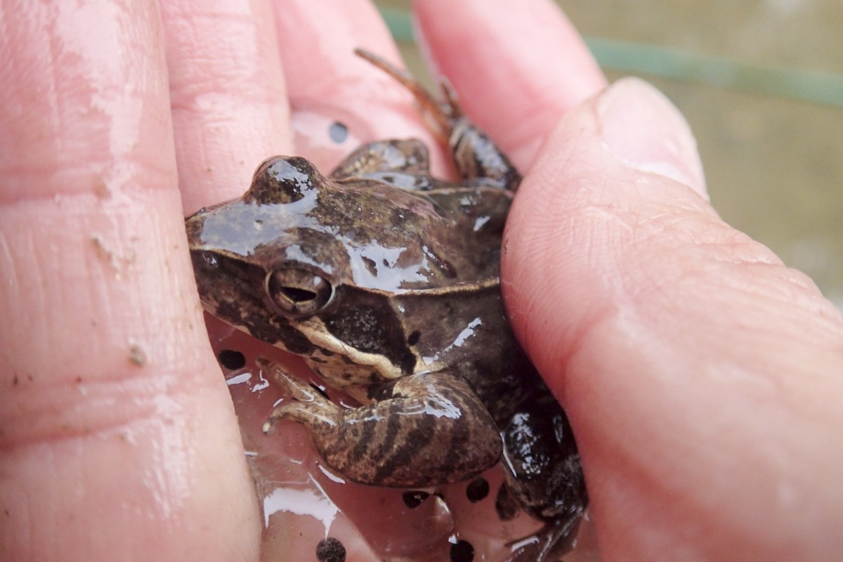 背中線が途切れずまっすぐでニホンアカガエルみたいだけど、斑紋はヤマアカガエルっぽい個体。自然ははっきりしてくれない。