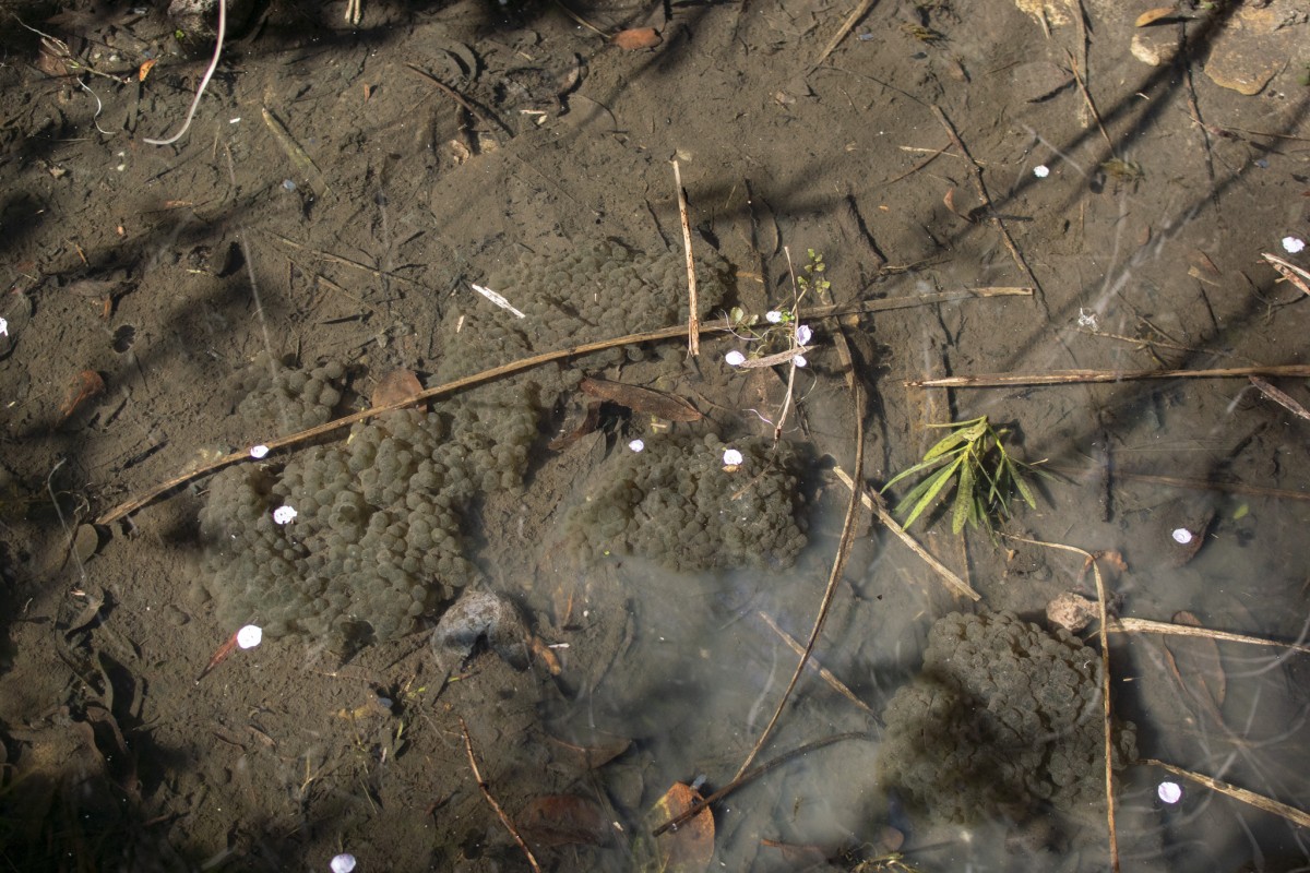 庭池ビオトープの卵塊たち