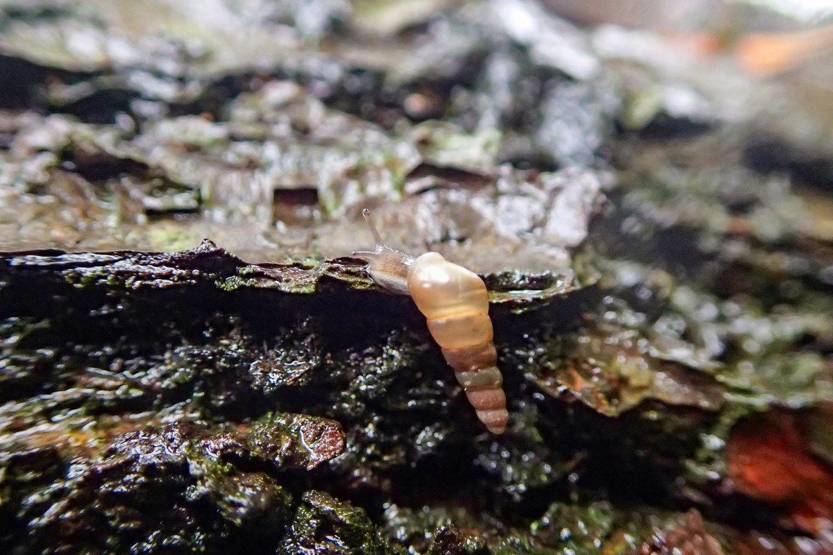 ナミギセルの子ども