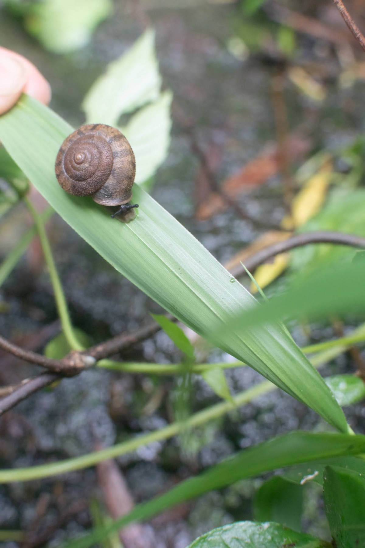 カタツムリのおかげさまさま