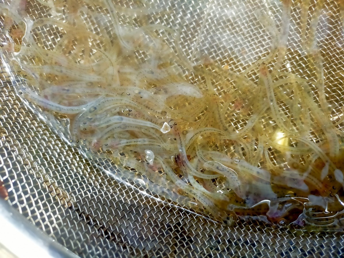 産の森学舎のプロジェクトで、加茂川のシロウオ漁を見学しました。