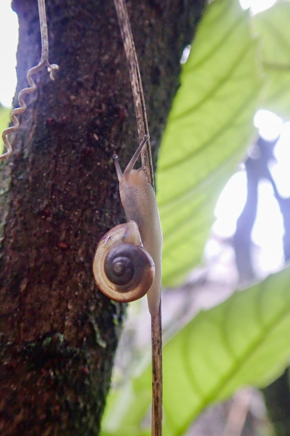 ツクシマイマイの子ども