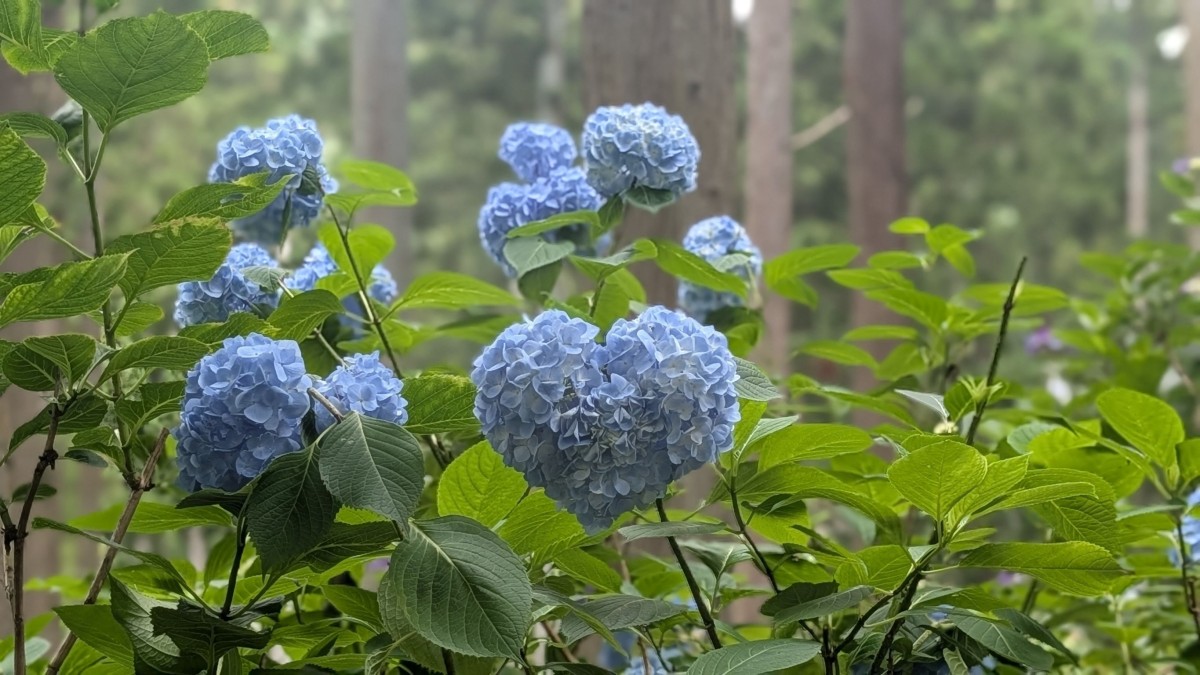 岩手県一関市のあじさい園にて見つけたハートの紫陽花。日本一のあじさいまつりと言われています。
