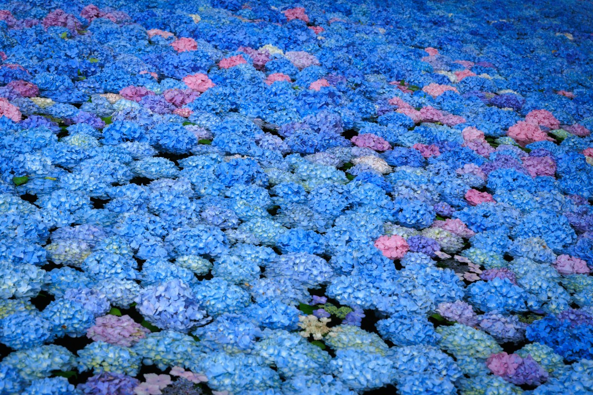 AIではない本物の美しいアジサイの池に癒されました　（岩手一関あじさい園より）