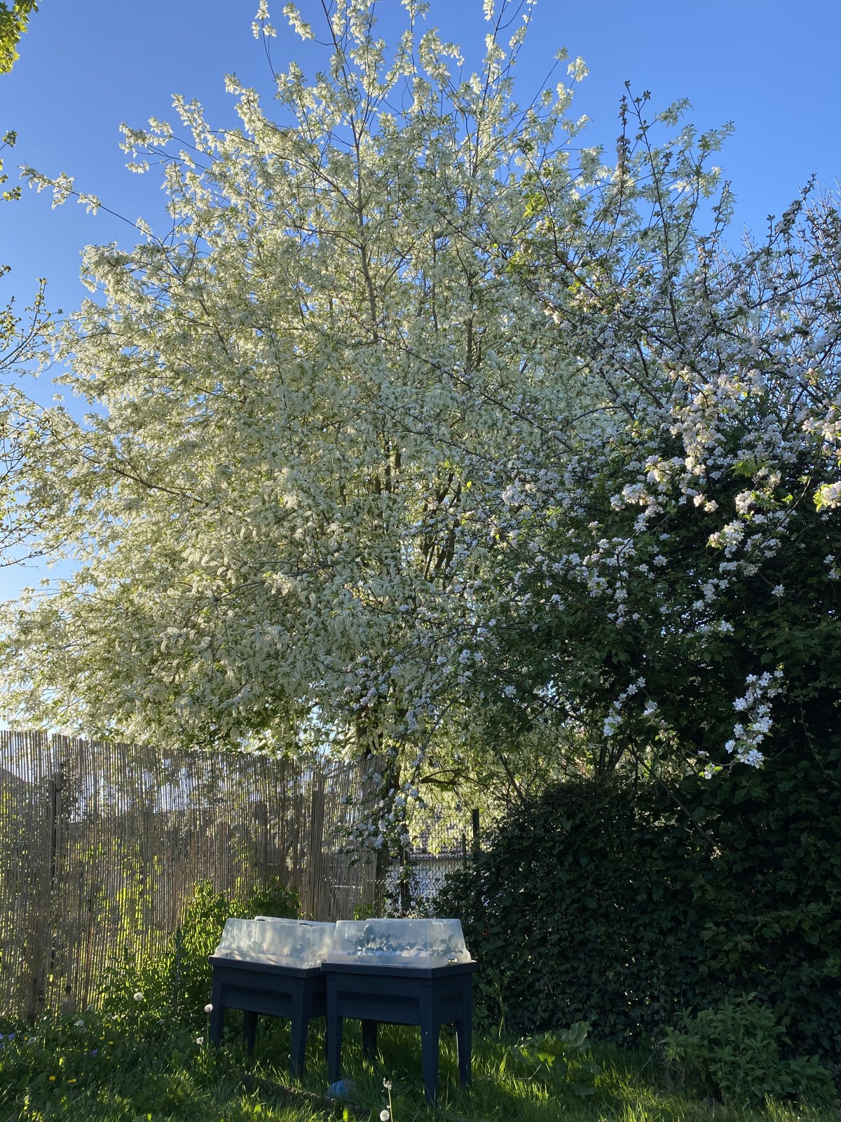手前がリンゴの花、奥は小さな白い花が毎年たくさん咲く木なのですが、名前はわからないままでいます。
