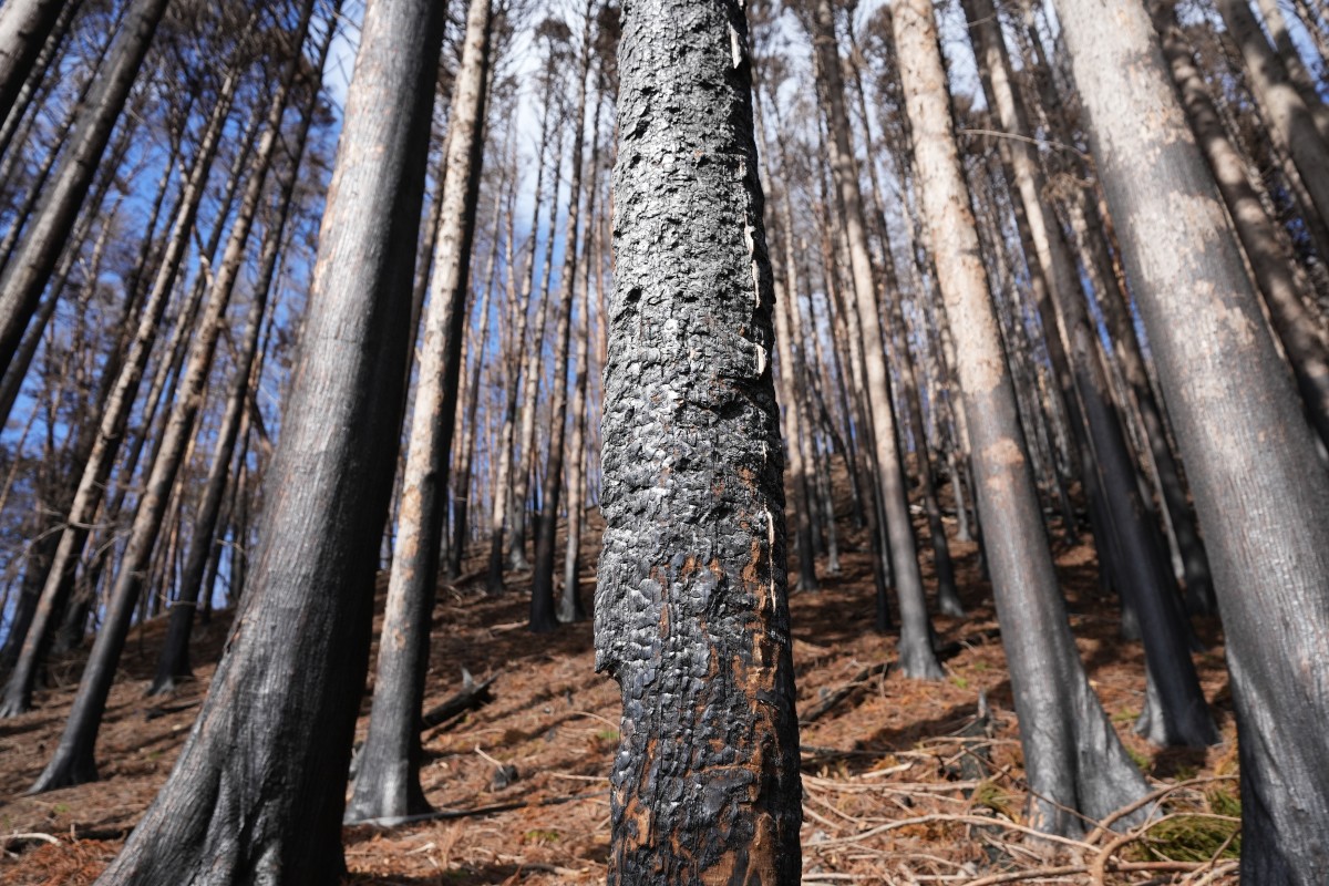 昨年の山火事の跡が生々しく残る岩手県大船渡市の山林=3月9日、関口撮影
