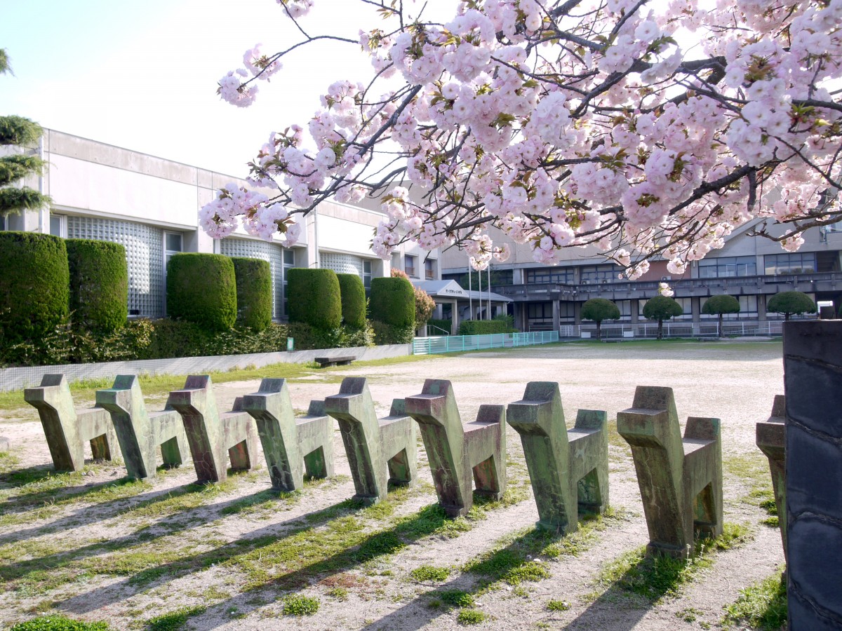 事故直後に撮り、病室に飾っていた桜の写真(小池紀子さん)