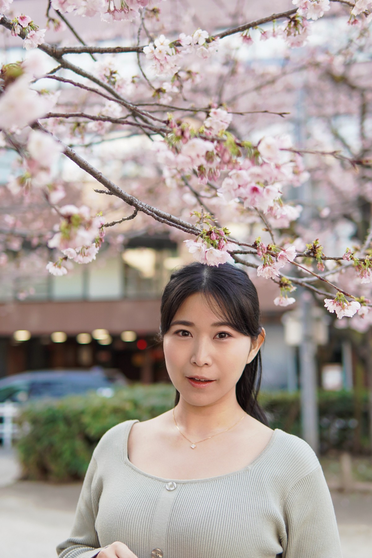 枝垂れた桜がよく見える