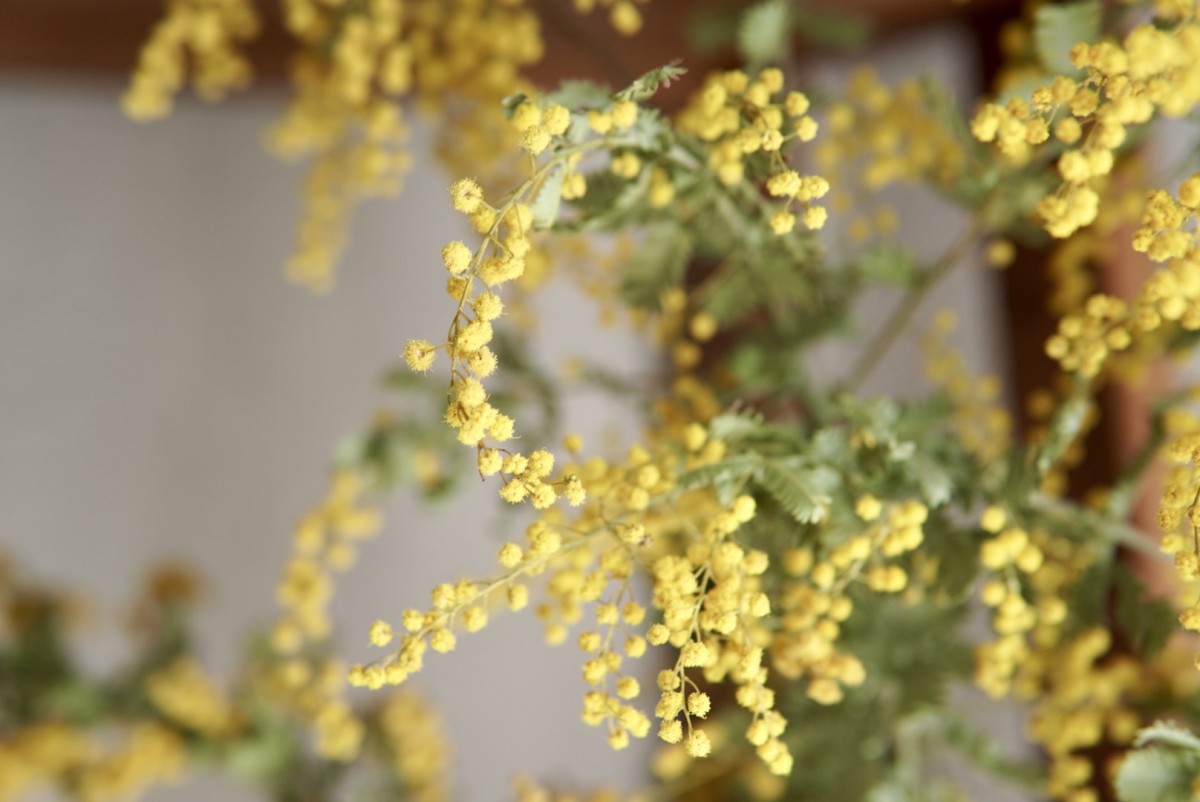 すずらんを彷彿とさせる