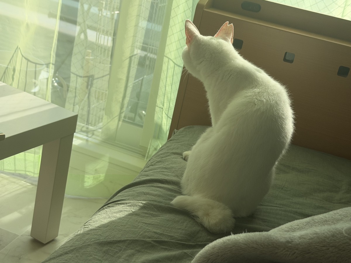 陽のあたる部屋のもっちゃん