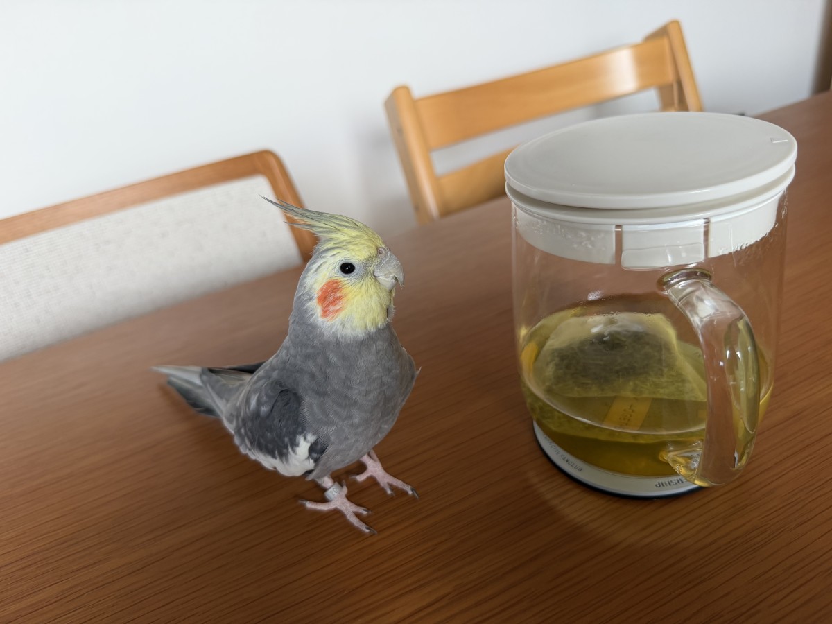 お友達のおうちにはインコと文鳥がいる