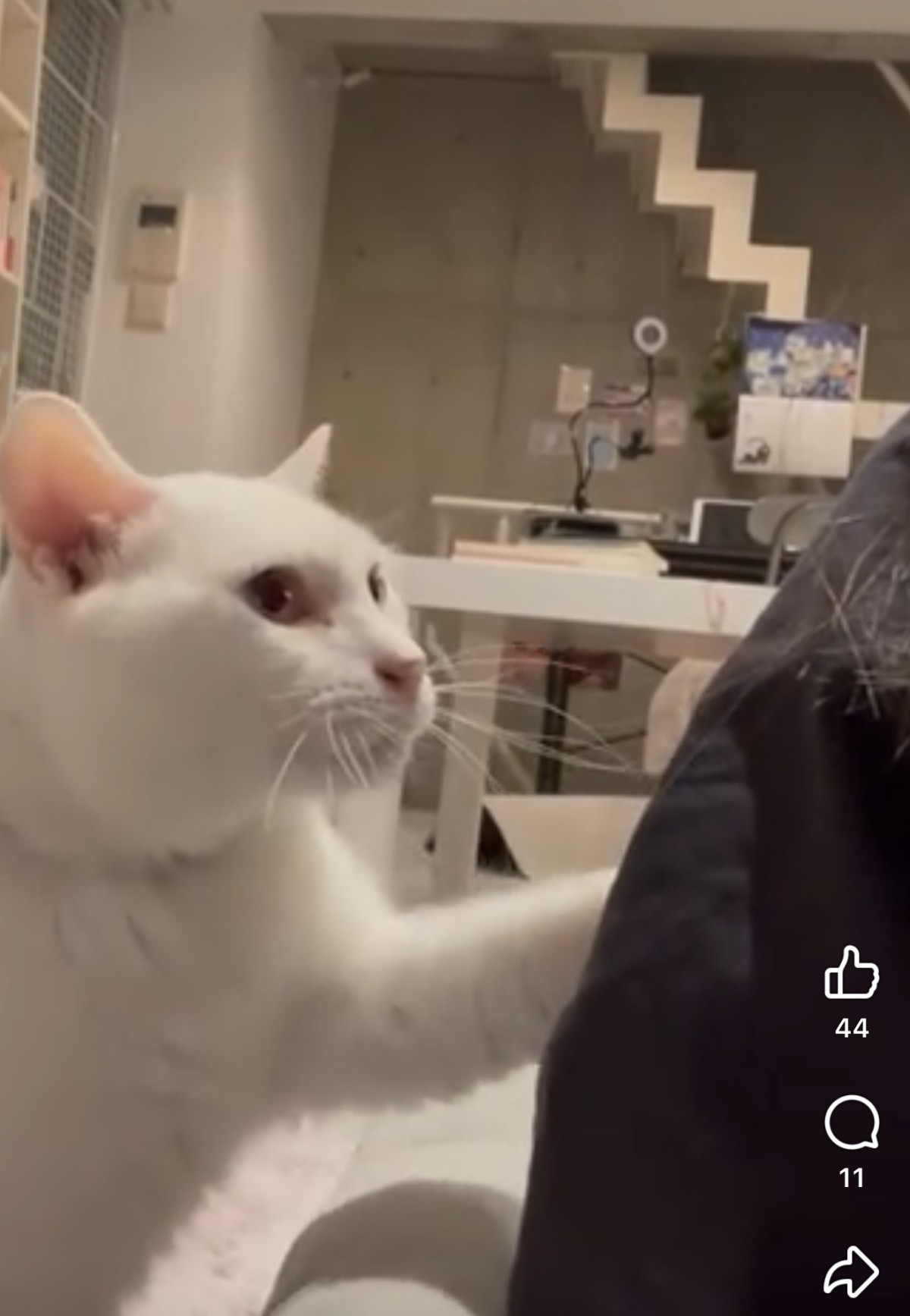 デカ猫、アンちゃん／動画からの切り取りです