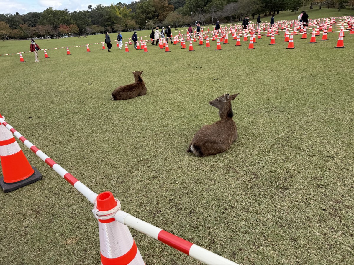 集まった人々を誘導するコーンの内側にも鹿さん