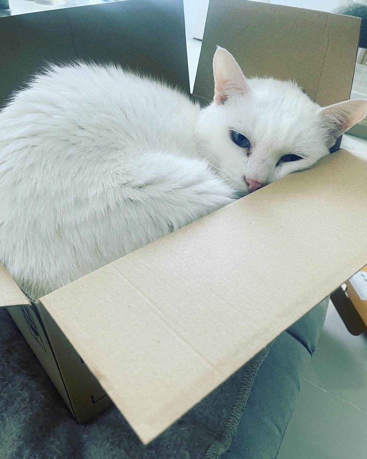 アンちゅわ〜ん