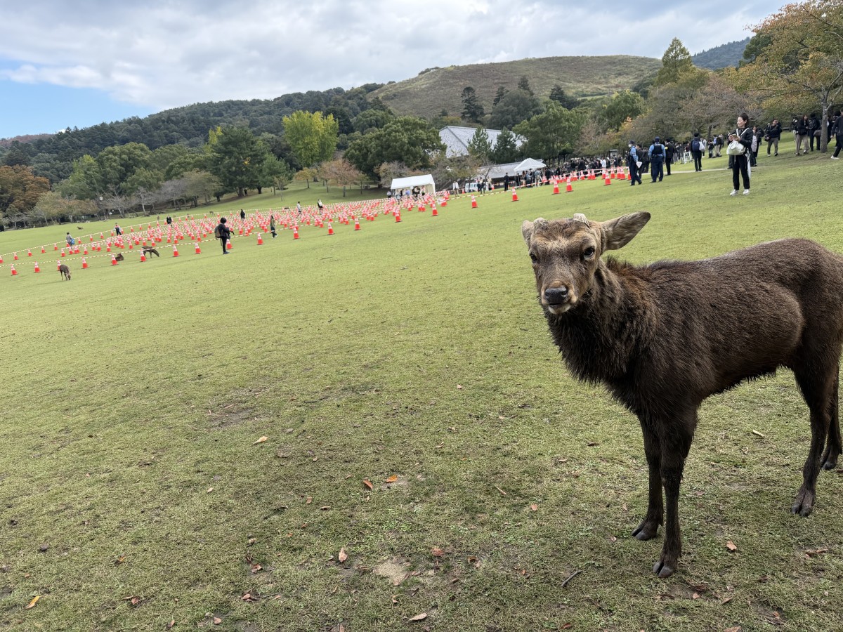 はるばる来たよ、奈良公園