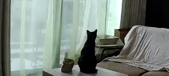 こちらは見守りカメラに映っていた留守番中のこたつ