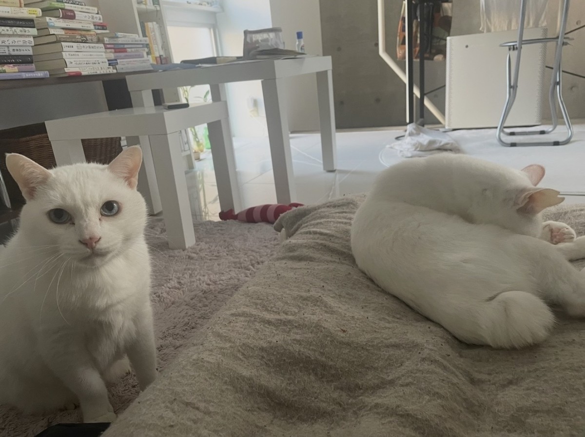 ありし日のアンちゃん（左）