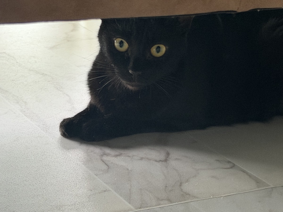 ごめんねこ