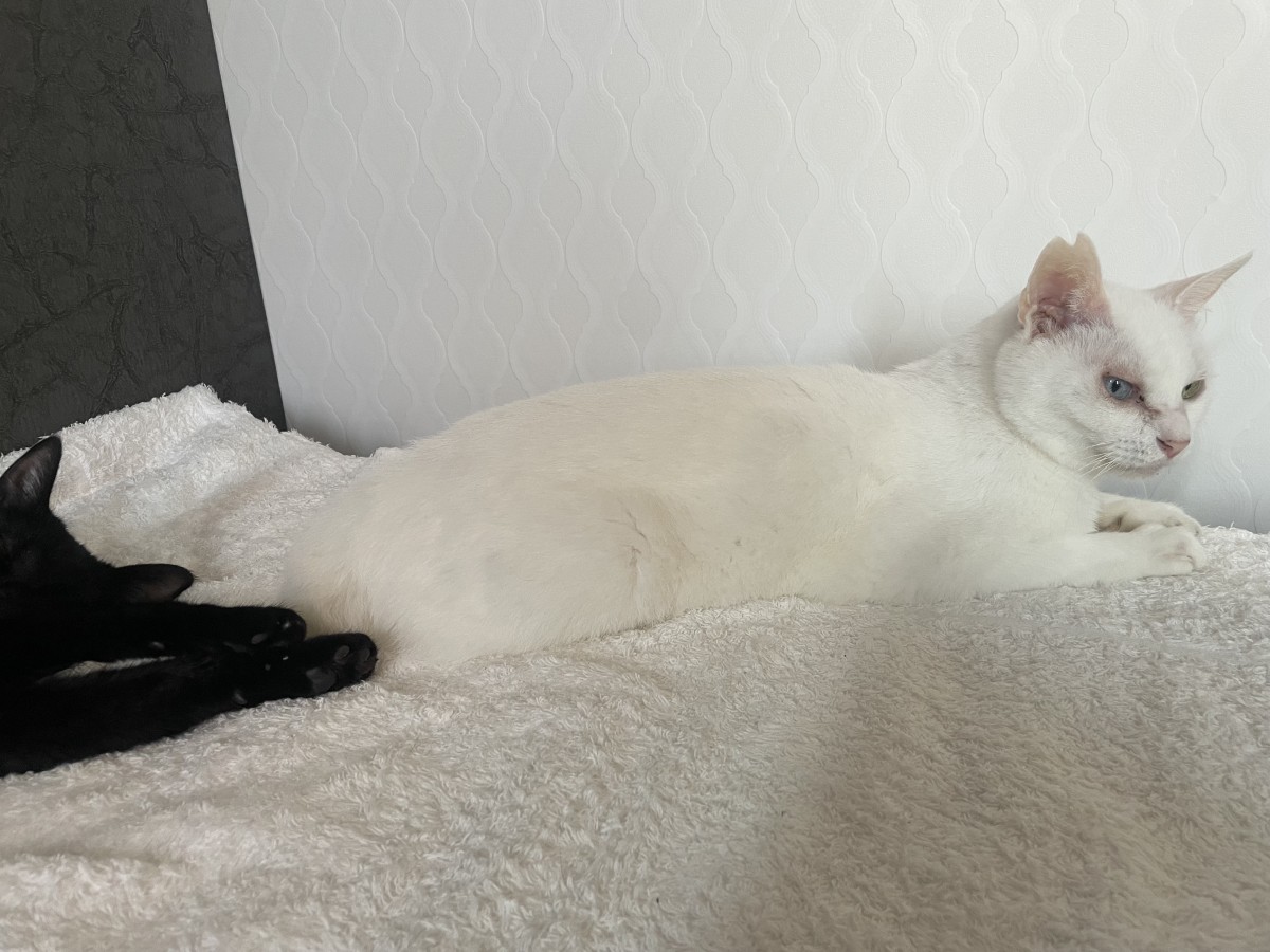 うちのニャンズは引っ越し先でも元気です