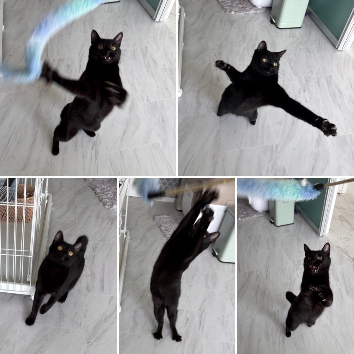 キャットシッターさんから送られてきたお留守番中のこたつ写真