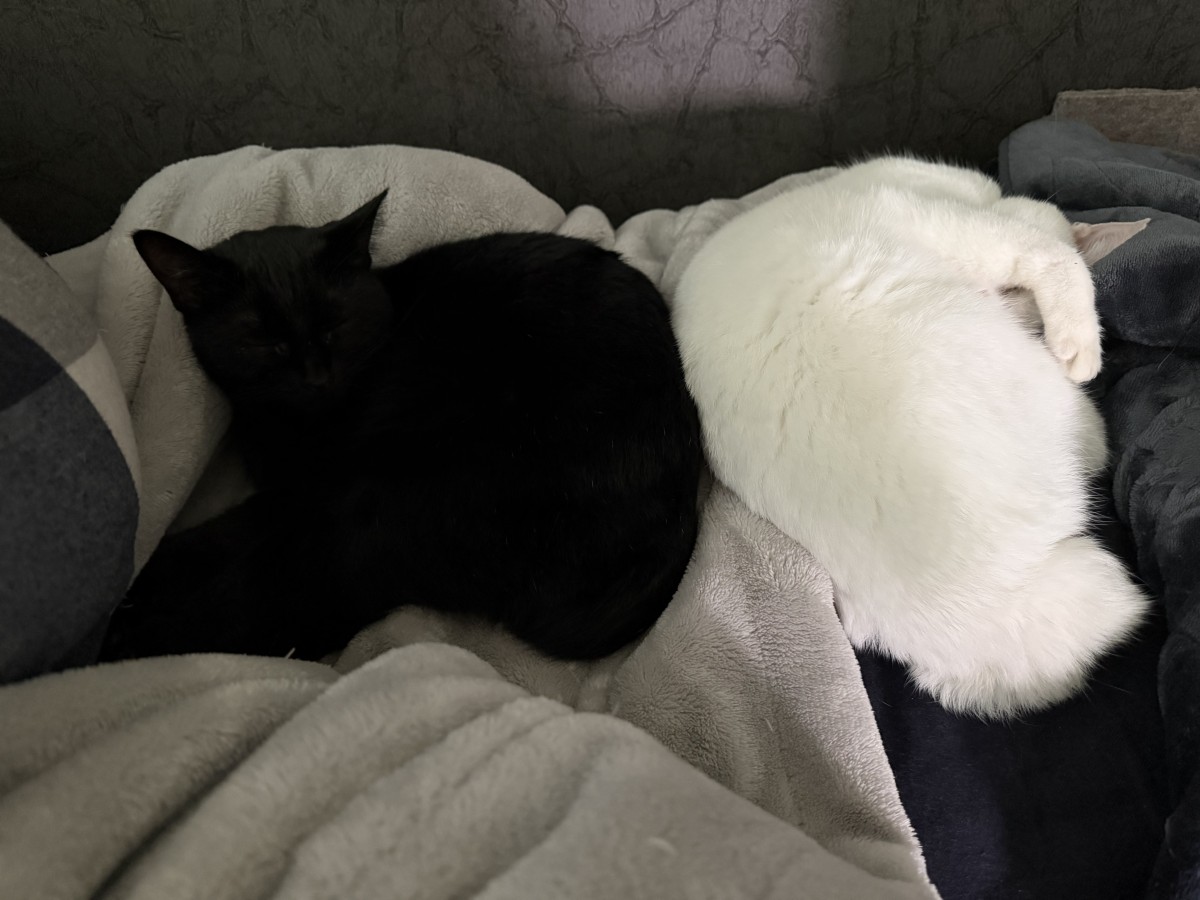 そういえば先日は猫の日でしたね。