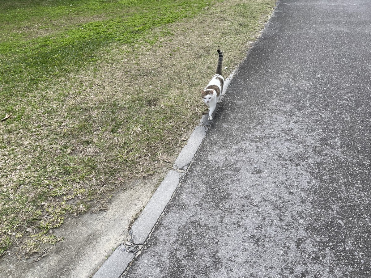 なんとなく猫の写真。これは以前、石垣島で撮った路上猫さん