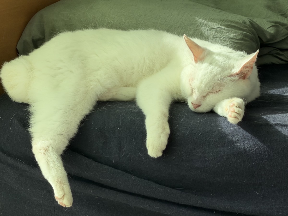 キャッツは寝ていた