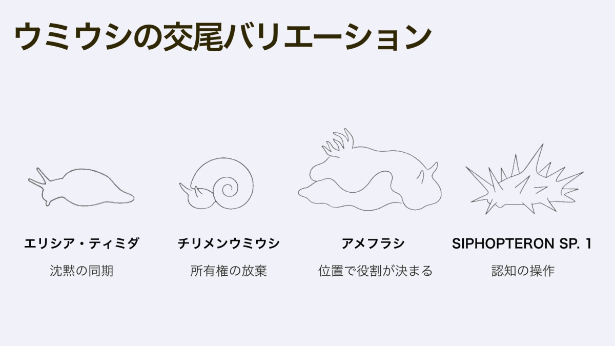イラストは雰囲気で作成しており、生物学的にはかなり不正確