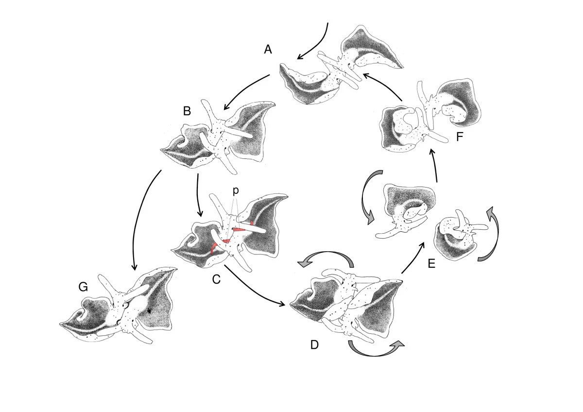 Mating sequence of E. timida. A Head-to-head contact B Copulation position C Hypodermic transfer, showing extended penises (p, marked red) D Start of circling E Circling F End of circling G Sperm transfer into female aperture. Drawings by V. Schmitt from video recordings.