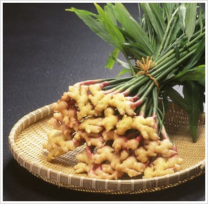 島根県の伝統野菜「出西生姜」※來間屋生姜糖本舗HPより引用