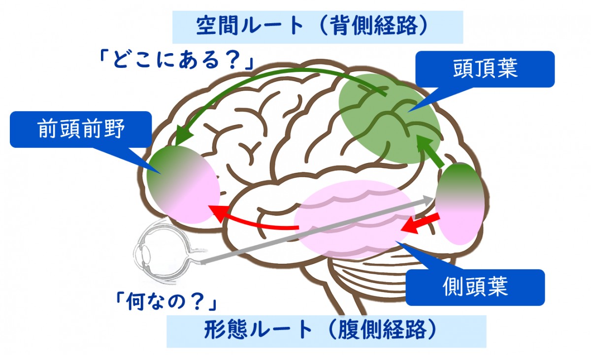 図２：見るに関係する空間ルートと形態ルート