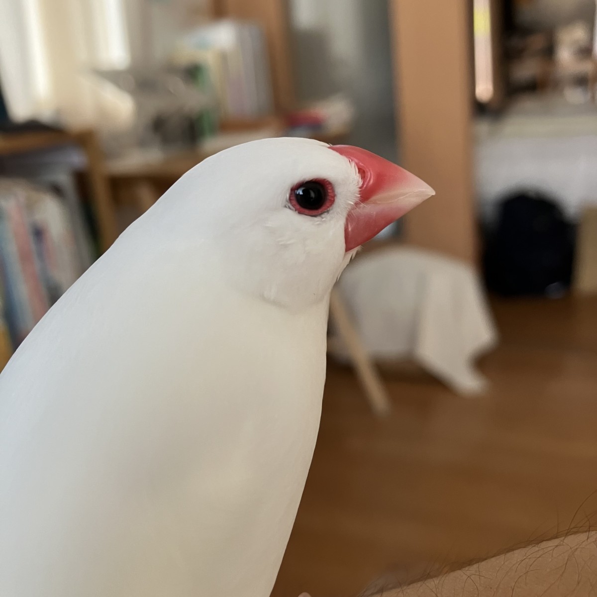 2024年8月13日撮影