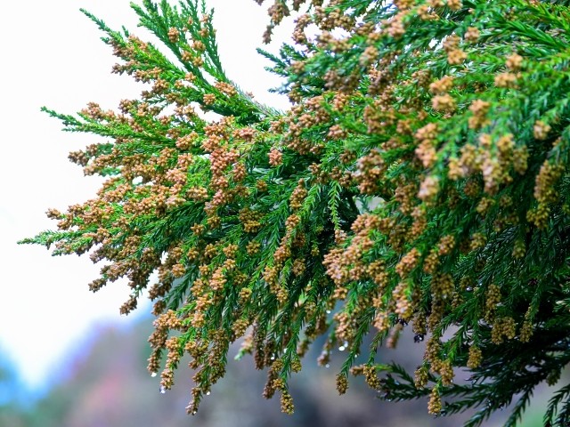 スギ花粉症の発見と対策の歴史。スギ花粉のシーズンが始まる前に。|第10回 | ほむほむ先生の医学通信