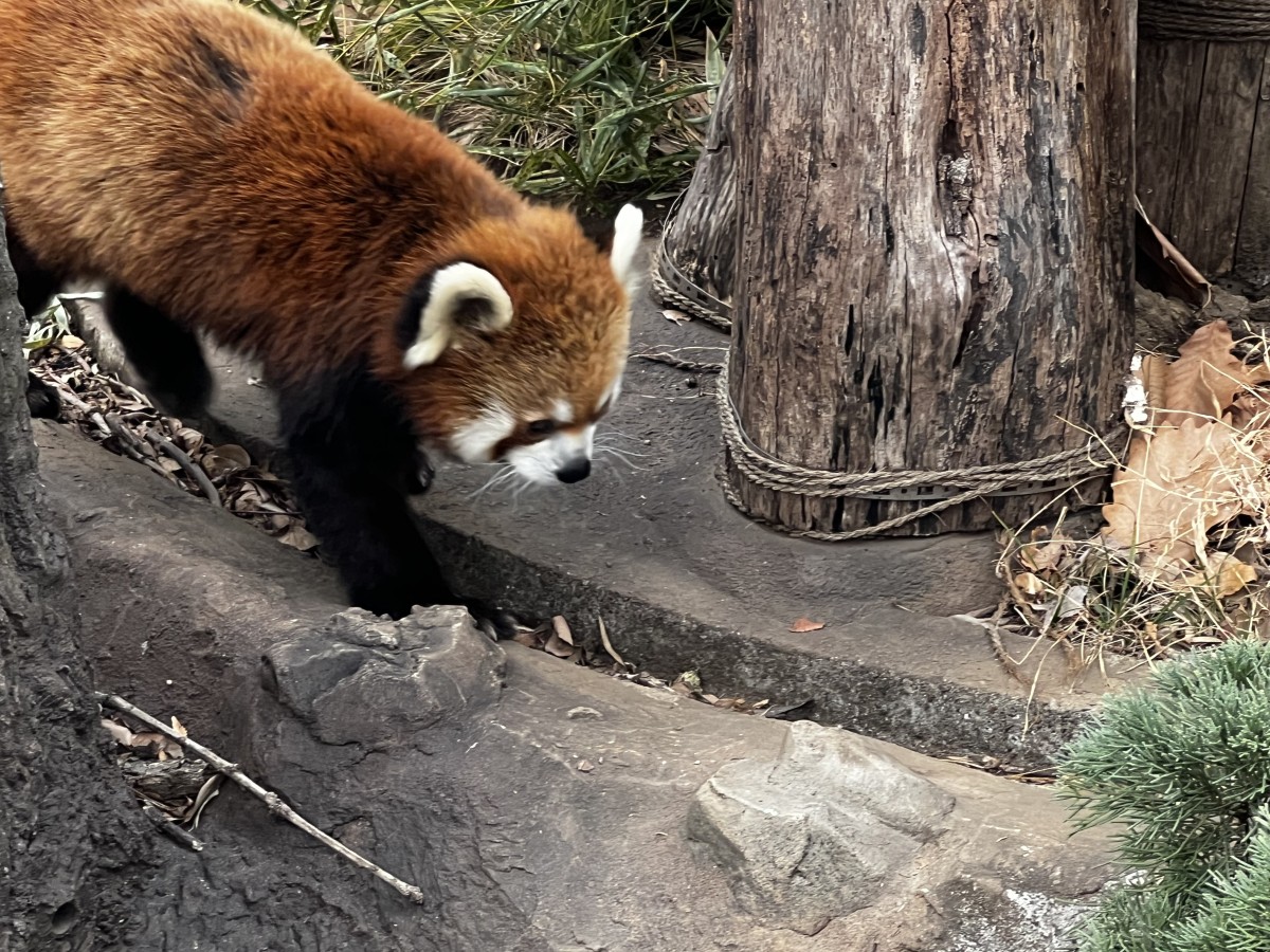 ノシノシ　ノシノシ