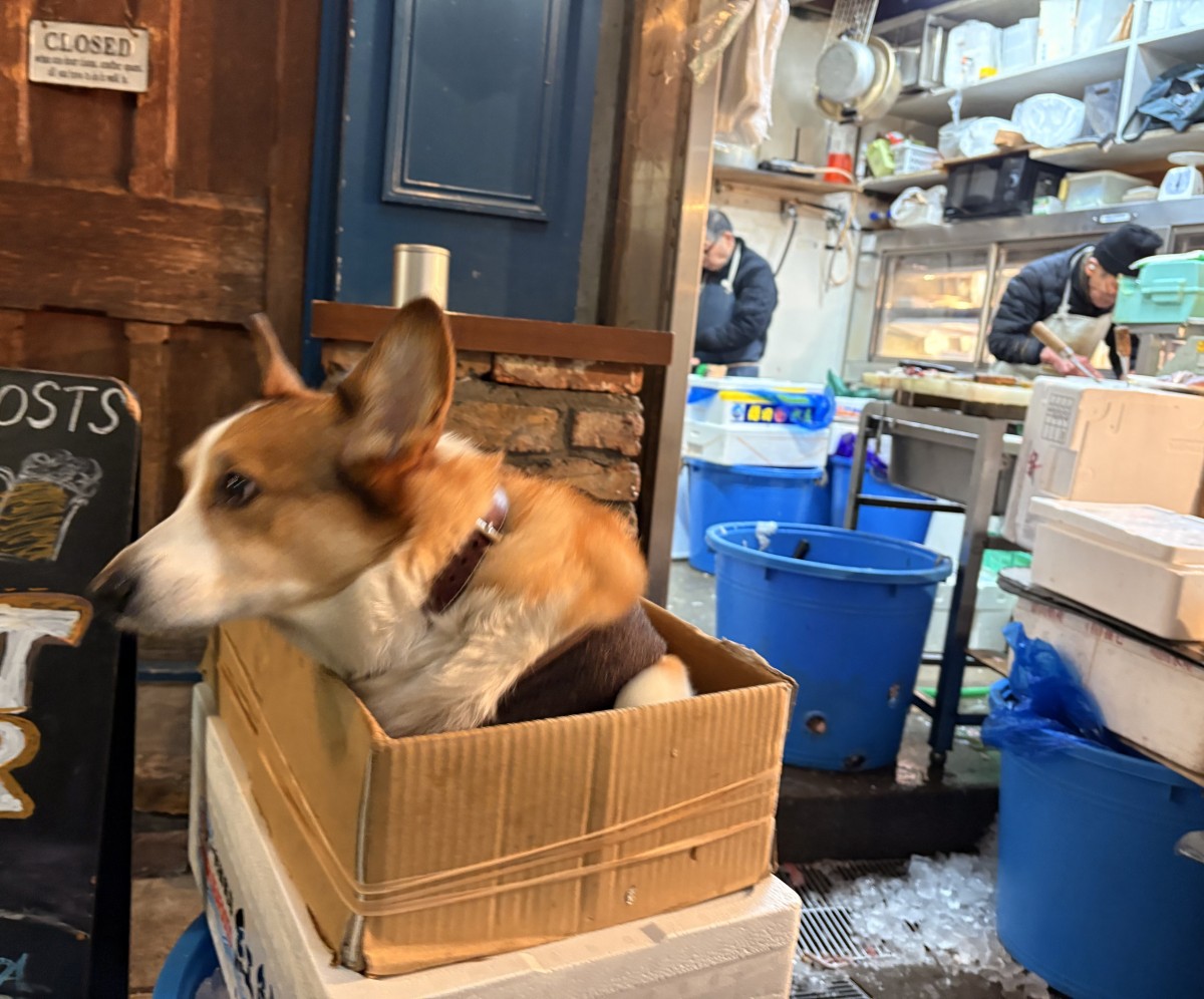 恵比寿駅降りてすぐの魚屋さんに段ボールに入ったコーギーいた。