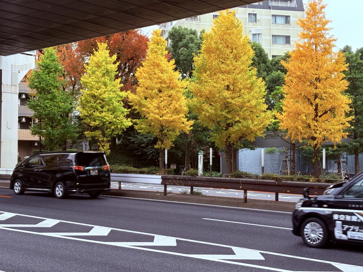 池尻大橋の銀杏がきれいだった。