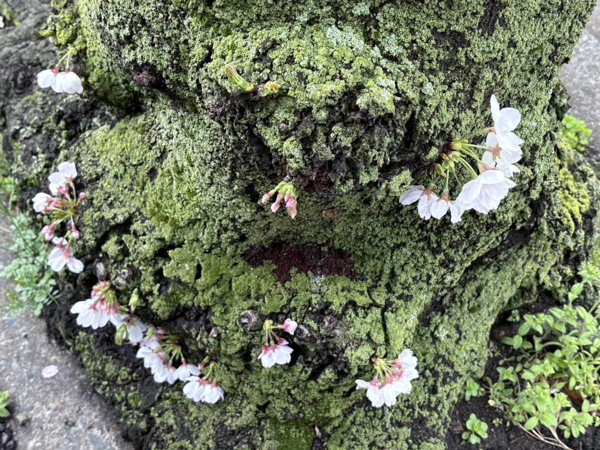 根っこ近く。苔と共生している桜の花。