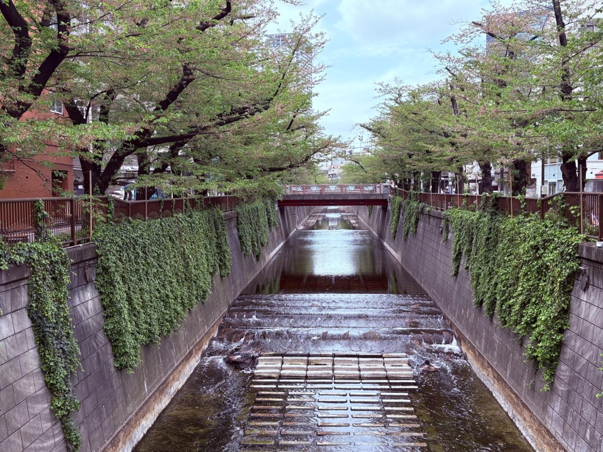中目黒の桜は跡形もなく散っていた。