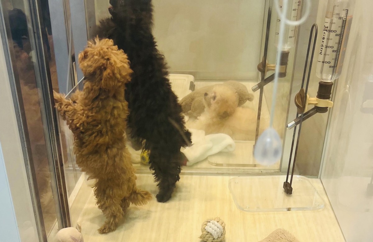 「リッチの奥にいる黒犬の名前は何？」というクイズを、編集者に出された。