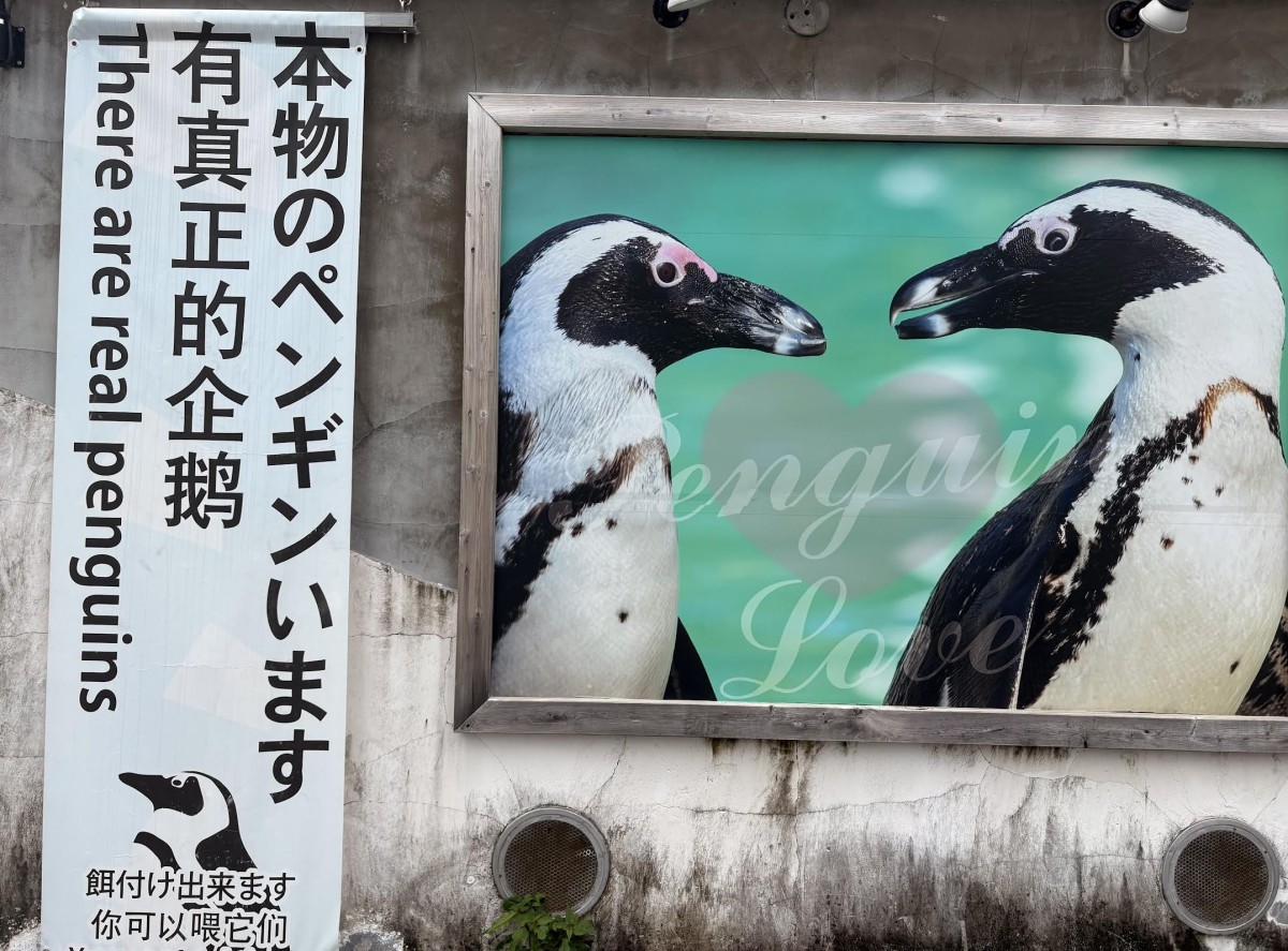 「本物のペンギンがいます」