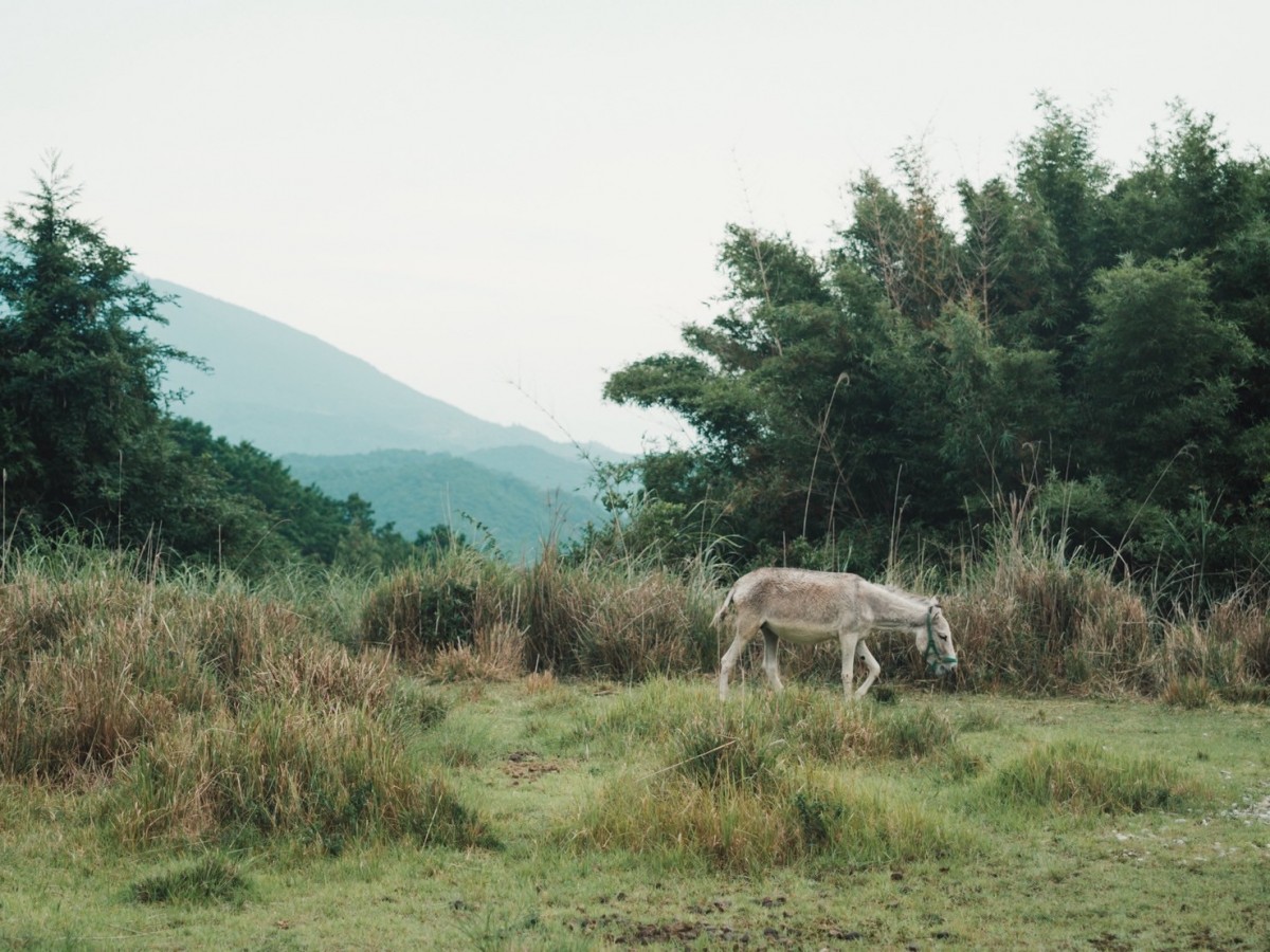 放牧場のミミオレ（写真：大岩りおま）