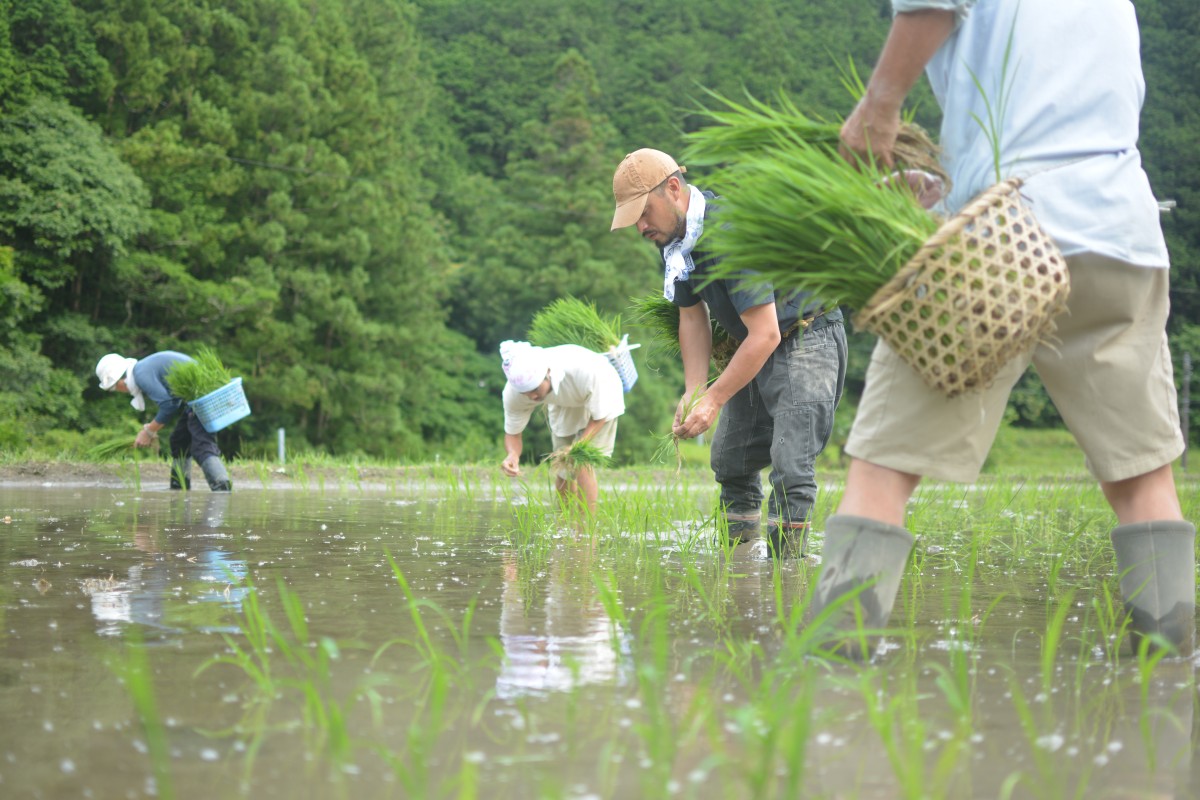 色川の田植えシーズンは4〜6月と集落と人による。いつもお世話になっている外山家は6月半ばに田植え。近所のみんなで田植え中