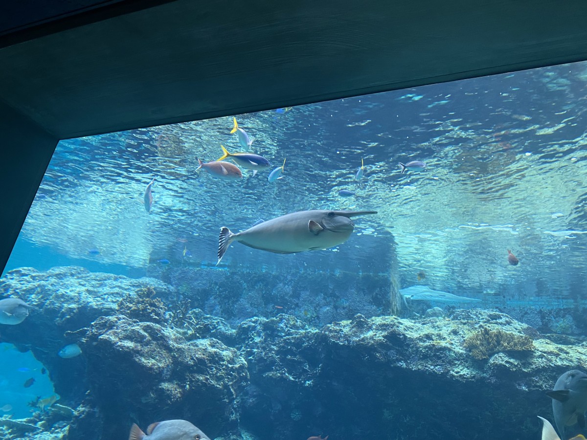 娘の今回の沖縄最大の目的は美ら海水族館、そしてそこでお年玉でぬいぐるみを買うこと