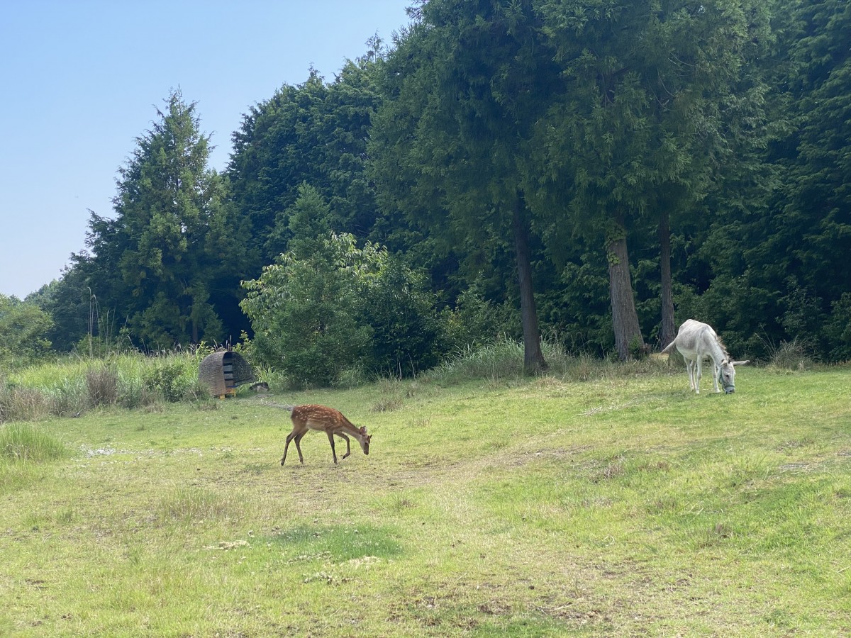 7月末に撮影。ロバはシカの獣害対策にはならないことが判明してしまった瞬間。全く干渉せずに仲良く草を喰んでいる〜!まあ畑じゃないからいいんだけど……ロバは良くてシカはダメなのか?ロバは食べないけどシカは食べるのか。とか、考え込んでしまうシーンではあった