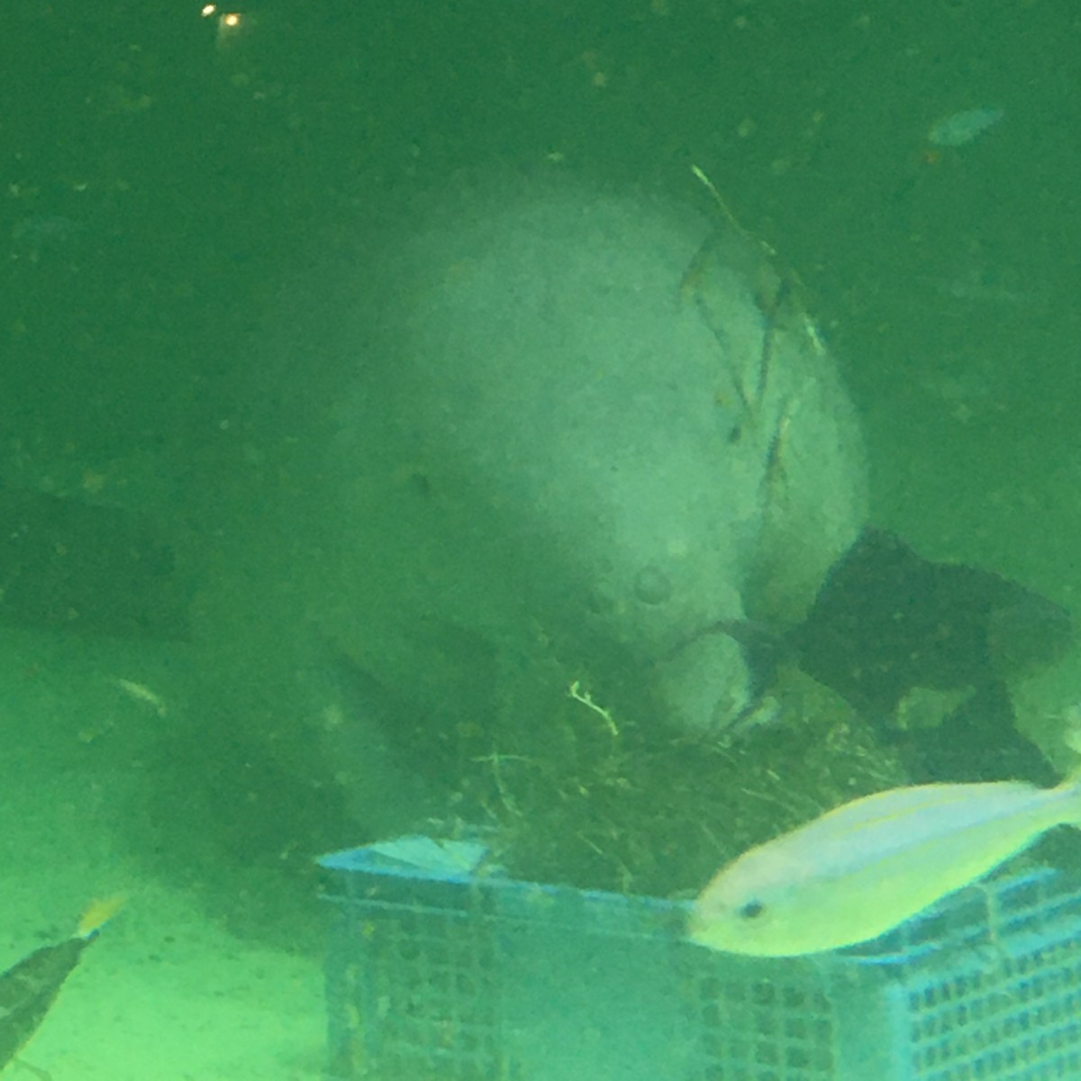 ジュゴンはおっぱい2つ。(鳥羽水族館で撮ったジュゴンのお食事風景)