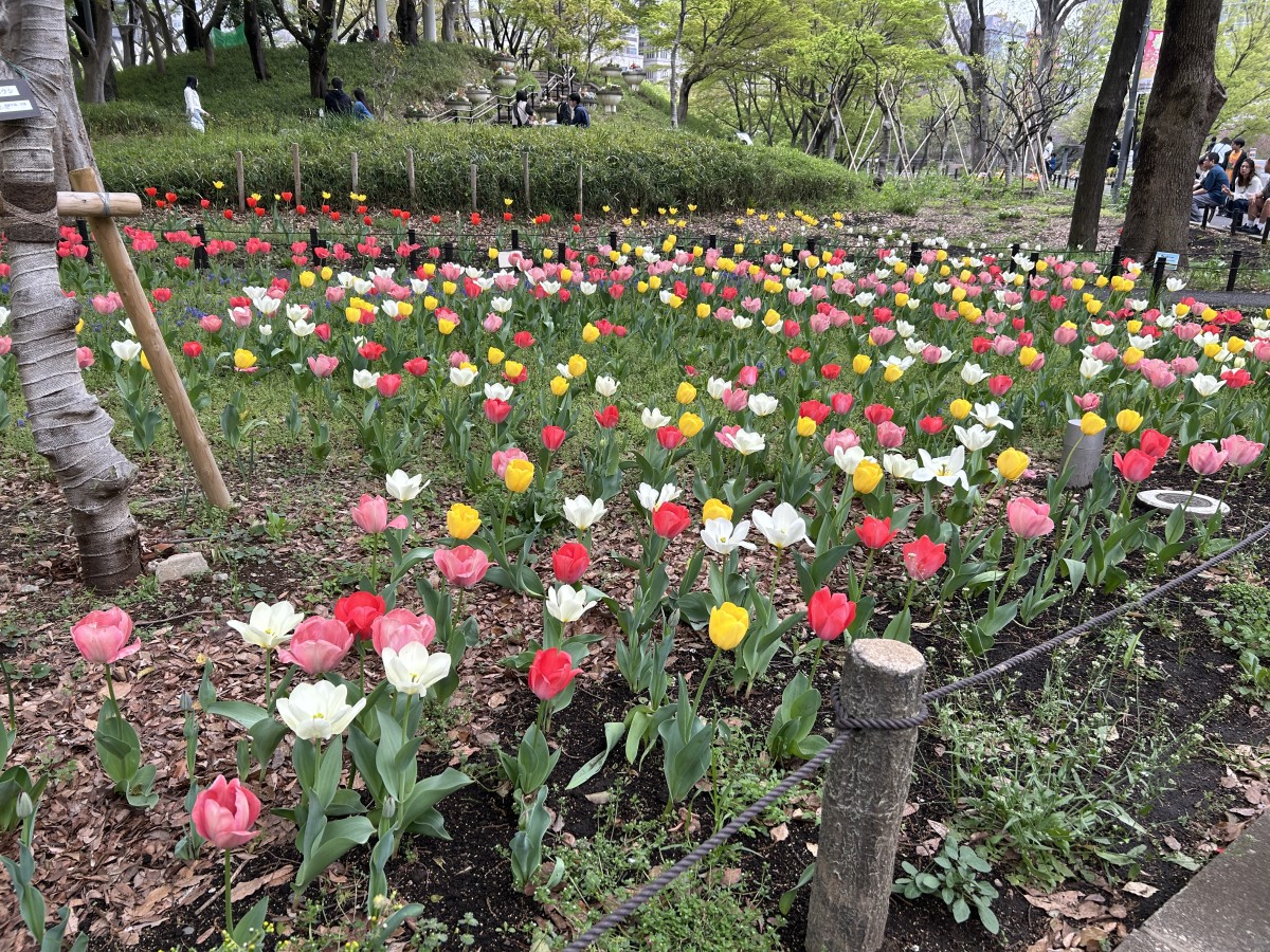Shinjuku Chuo Park, Tokyo, Japan